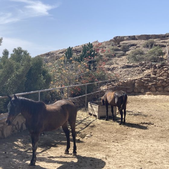 Tenerife Animal Sanctuary