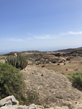 Tenerife Animal Sanctuary